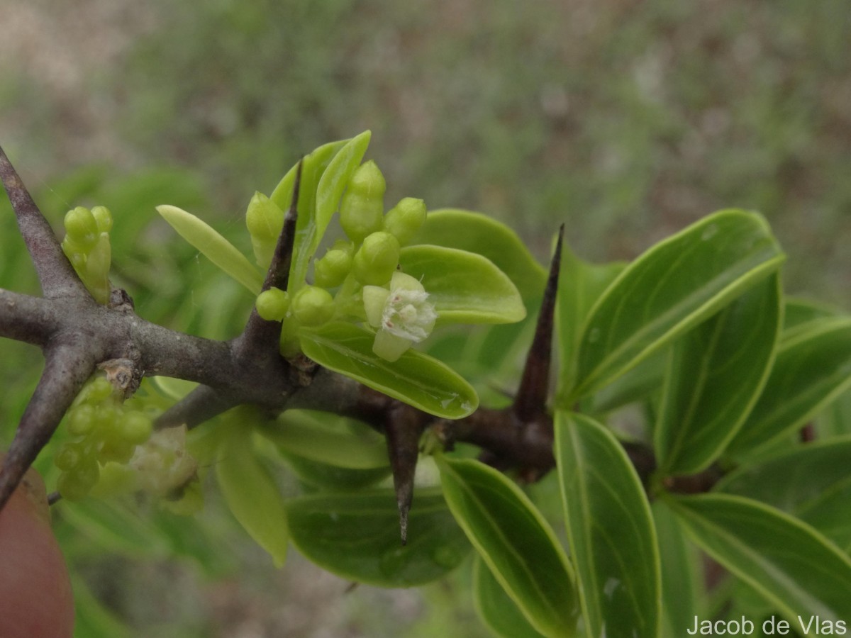 Canthium coromandelicum (Burm.f.) Alston